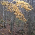 20141018_122737