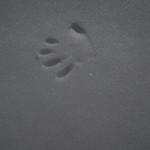 DSCN8173