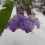DSCN4151