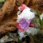 DSCN5337