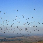 IMG_4509