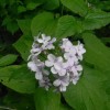eco_lutu_rosu_112_20130612_1516026221