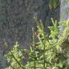 eco_lutu_rosu_159_20130612_1328149729