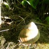 eco_lutu_rosu_205_20130612_1587707673