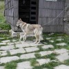 eco_lutu_rosu_57_20130612_1603977569