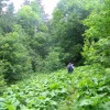 eco_lutu_rosu_96_20130612_1714366435