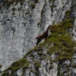 piatra craiului(29)