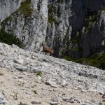piatra craiului(30)
