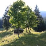trofeul hasmas(12)