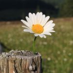 trofeul hasmas(15)